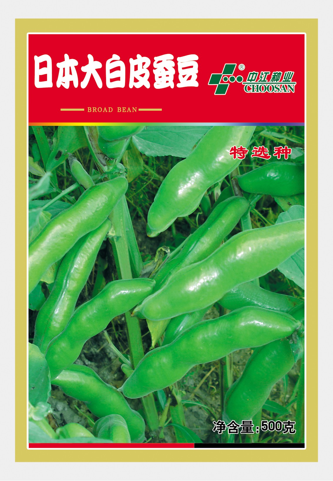 日本大白皮蚕豆